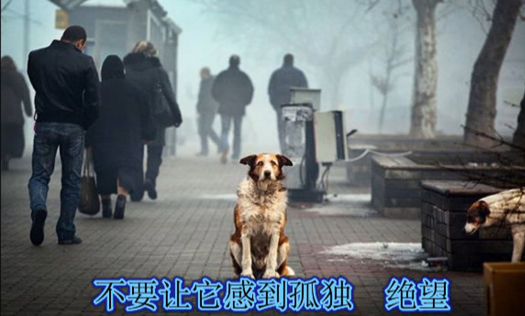 文昌爱影圈微博微信转发案例